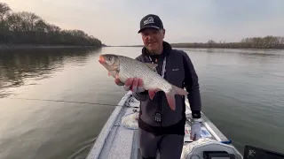 Hodula Fishing – Jarní lov jesenů přJarní lov jesenů přívlačí | Dunaj