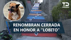 Renombran escaleras tras agresión a “Lobito” para visibilizar el maltrato animal