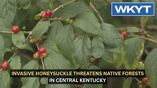 Invasive honeysuckle threatens native forests in central Kentucky