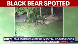 Black bear spotted wandering through Fairfax County neighborhood