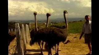 🦩 Betting on Ostrich Farming in Alto Vale in 1999