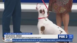 Adopt Rosemary the Dog Today