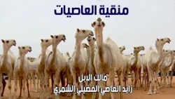 منقية العاصيات | مالك الإبل رجل الأعمال / زايد العاصي الشمري