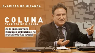 Evaristo de Miranda: The Macauba palm and its potential for vegetable oil production