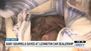 Lexington mechanics rescue baby squirrels found in car engine