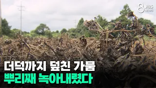 Drought hits deodeok crops...roots rotting away/JIBS/Jeju/08.13.2026