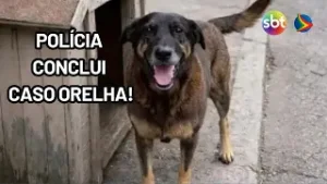 Polícia Civil conclui inquérito da morte do cão Orelha e de agressão a Caramelo em Santa Catarina