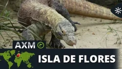 Andalusia Across the World | Face to face with the Komodo dragon, the world's largest lizard