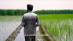 AI can help detect crop diseases