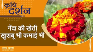 Krishi Darshan | कृषि दर्शन- गेंदा की खेती खुशबू भी कमाई भी | DD Kisan | February 18, 2026