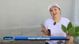 ЭКОАКЦИЯ СЕМЕЙ ҚАЛАСЫНДА
