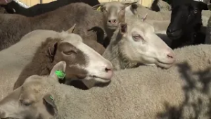 Sjögårds lamm När TV