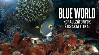 Korallzátonyok éjszakai ívása és Sea Hunt örökség
