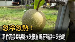 忽冷忽熱! 新竹高接梨梨穗損失慘重 縣府喊話中央救助－民視新聞