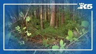Human remains found in wooded area in Pierce County