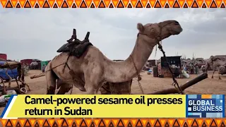 Camel-powered sesame oil presses return in Sudan