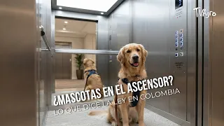 Pets in the Elevator? What the Law Says in Colombia 🐕🏢- TvAgro by Juan Gonzalo Angel