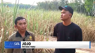 SUMSEL TODAY - DROUGHT THREATENS SUGARCANE PLANTATIONS