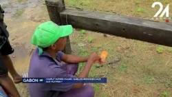 GABON / HUMAN-WILDLIFE CONFLICT: WHAT RESPONSES FOR THE VICTIMS?