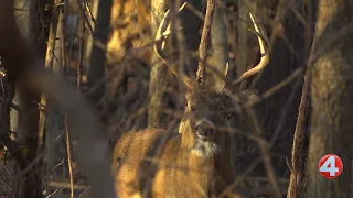 Aurora, East Aurora plan program to control deer population