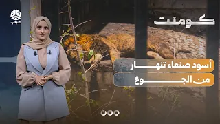 What Happened to the Kings of the Jungle at Sana'a Zoo? | Comment
