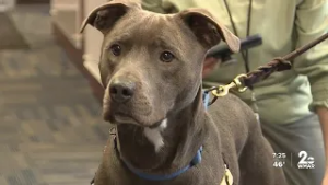 Pets on Set: Jolly Rancher