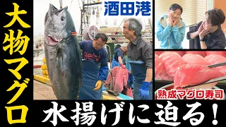 [Breathtaking] Up Close with Bluefin Tuna Unloading: Live Butchery and Aged Sushi
