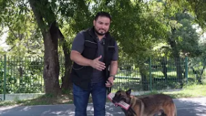Entrenamiento Canino: Solución a problemas de comportamiento comunes.