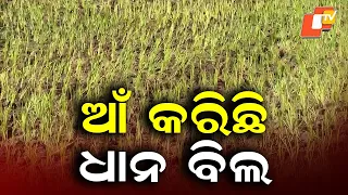 Rain Deficit Hits Farming in Gajapati, Paddy Fields Dry Up