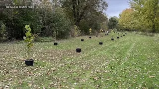Milwaukee County sheriff investigates destruction of 100 flood-mitigation trees in Wauwatosa