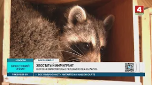 ХВОСТАТЫЙ ИММИГРАНТ