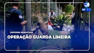 NOW AIRING - Capybara needs 'police escort' to cross highway in Limeira