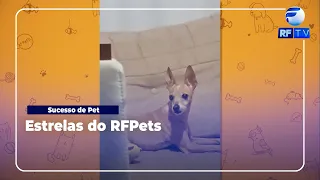 Pets that made a splash
