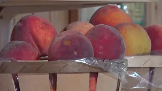 Pennsylvania's peach harvest devastated by late freeze