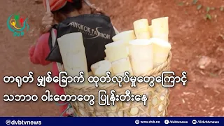 တရုတ် မျှစ်ခြောက် ထုတ်လုပ်မှုတွေကြောင့် သဘာဝ ဝါးတောတွေ ပြုန်းတီးနေ- DVB News