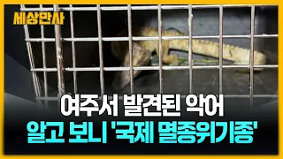 여주 50㎝ 악어, 알고 보니 '국제 멸종위기종' [세상만사] #여주 #소양천 #악어 #국제멸종위기종 #샴악어