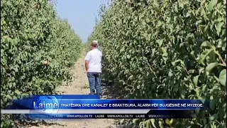 Thatësira dhe kanalet e braktisura, alarm për bujqësinë në Myzeqe.