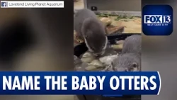 Loveland Living Planet Aquarium Asks Public to Name Baby Otters
