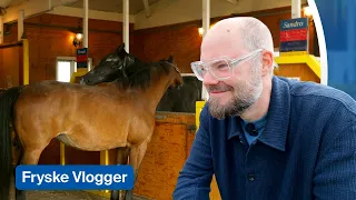 Ik ga paarden verzorgen als vrijwilliger bij een paardenpension | Fryske Vlogger
