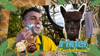 Fíricí Fíochmhara | Alpacaí | Amhrán 🦙