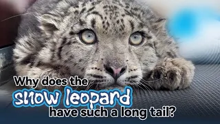 Why does the snow leopard have such a long tail?