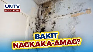 ALAMIN: Bakit nagkaka-amag ang pader tuwing tag-ulan at pwede bang punasan lang?