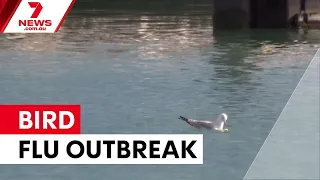 Deadly bird flu spreads across Australia | 7NEWS