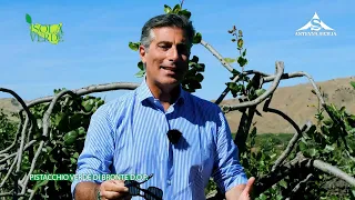 Green Island DOP PISTACHIO 2026