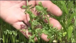 Linsen-Revolution im Waldviertel