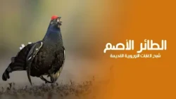 Master of the Coniferous Forests: The Bird That Goes Deaf While Singing! | Quest Arabiya