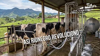 How Rionegro Revolutionized Milk Production - TvAgro by Juan Gonzalo Angel