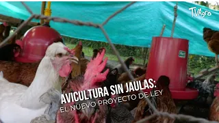 Cage-Free Poultry Farming: The New Bill - TvAgro by Juan Gonzalo Angel