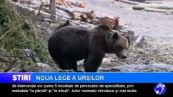 The new bear law