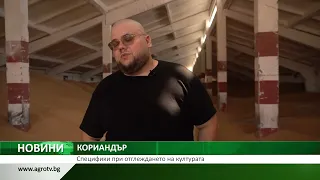 КОРИАНДЪР: Специфики при отглеждането на културата